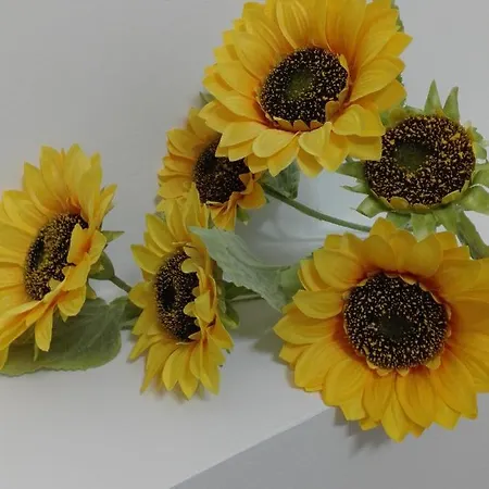 Girasole Grazioli 47